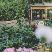 Special Harrison West Vegetable Exchange & Parks Cleanup
